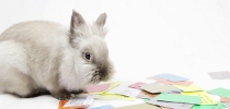 Credit Rabbit border=